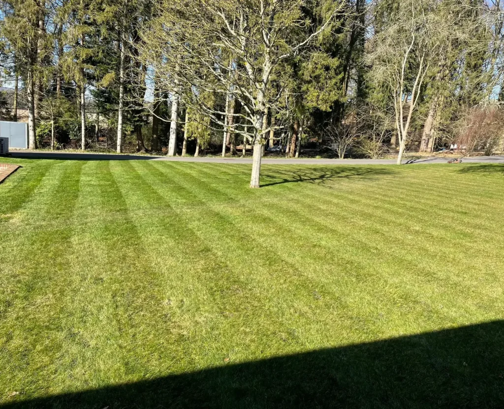Freshly mowed green lawn displaying clean lawn stripes next to trees in a spacious garden.